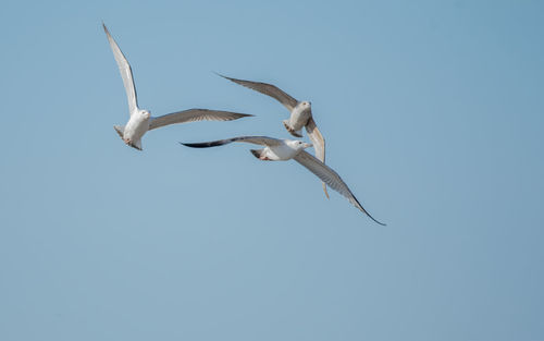 Low angle view of bird flying against clear sky