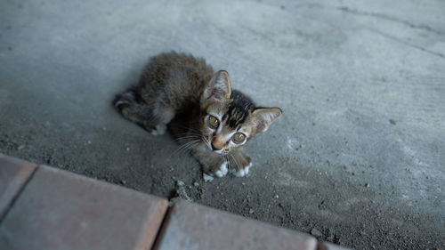 High angle view of kitten on footpath