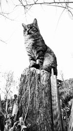 Low angle view of cat sitting on tree trunk against sky