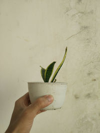 Midsection of person holding drink against wall