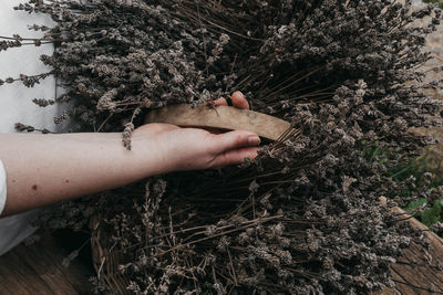 High angle view of hand holding plant against trees