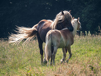 Horse in a field
