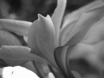 Close-up of flower against blurred background