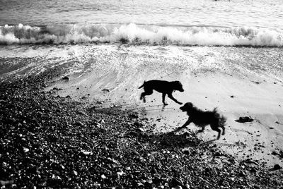 High angle view of dog walking on beach