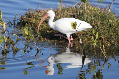 White bird in lake