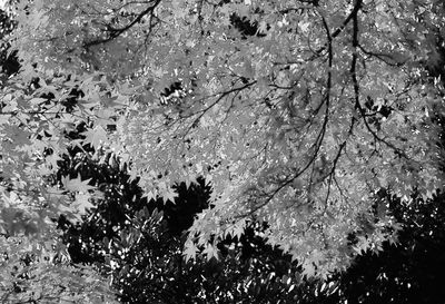 Reflection of trees in water