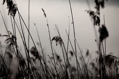 Close-up of plants on field against sky