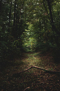 Trees in forest