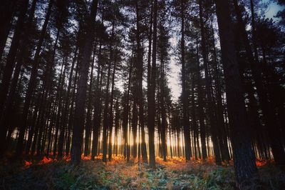 Trees in forest