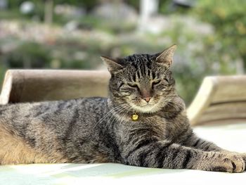 Close-up portrait of a cat resting