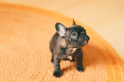 French bulldog puppy barking