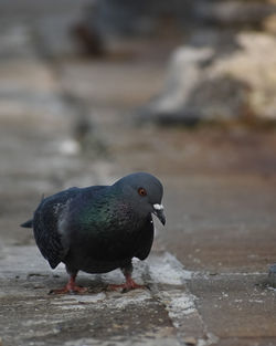 Close-up of pigeon