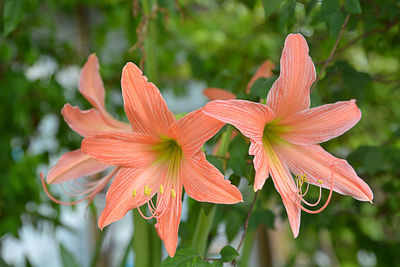 Close-up of red flowering plant