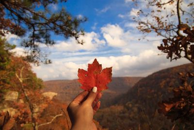 Cropped hand holding maple leaf against sky