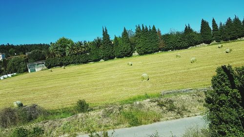 Trees on field against clear sky