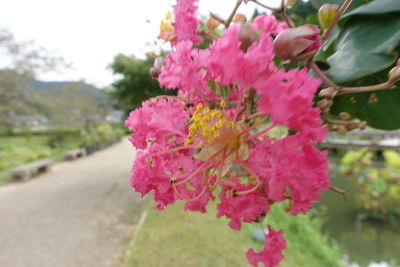 Close-up of pink flowering plant