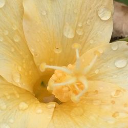 Macro shot of yellow flower