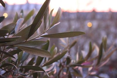 Close-up of flowering plant leaves