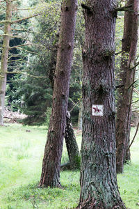 View of tree trunk in forest