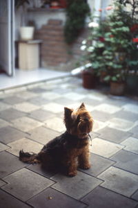 Portrait of dog sitting on floor