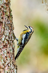 Close-up of bird perching on tree