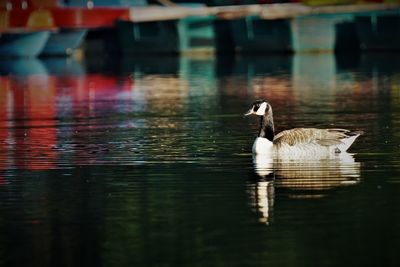 Goose swimming in lake