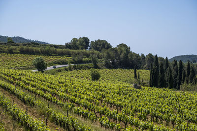 Vineyards in the spring in the subirats wine region in the province of barcelona