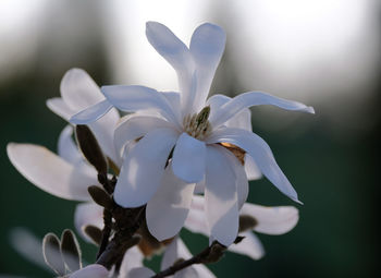 Close-up of flower against blurred background