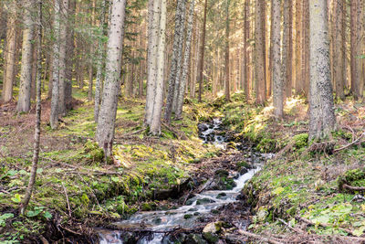 Pine trees in forest