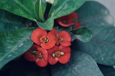 High angle view of red flowering plant