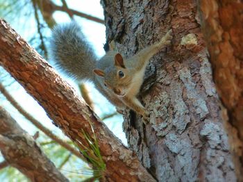 Close-up of squirrel on tree trunk
