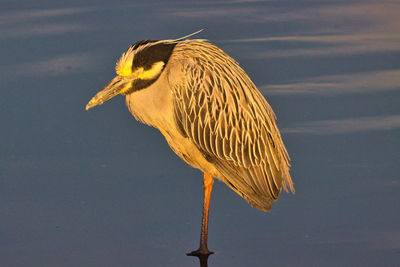 Close-up of bird perching on a lake