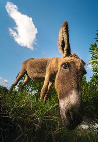Donkey on field against sky