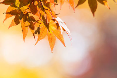 Close-up of maple leaf