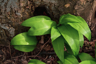 Close-up of green leaves on tree trunk