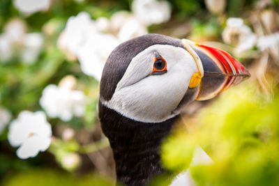 Puffins on skomer island of the coast of pembrokeshire 