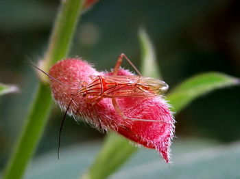 Close-up of insect on plant