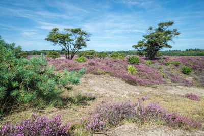 Scenic view of flowering plants on field against sky