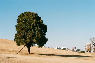 Trees on field against clear sky