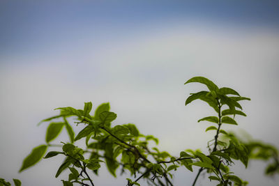 Low angle view of raindrops on plant against sky