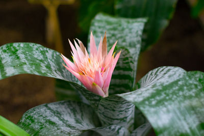 Close-up of pink flower blooming outdoors