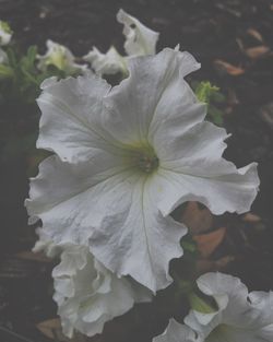 Close-up of white flowers blooming outdoors