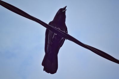 Low angle view of bird perching on tree trunk