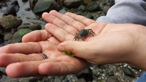 Cropped image of person holding small crabs at beach