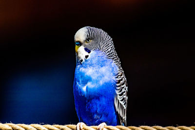 Close-up of a parrot