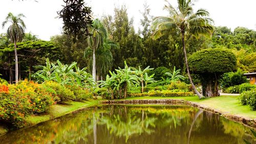 Scenic view of palm trees by lake