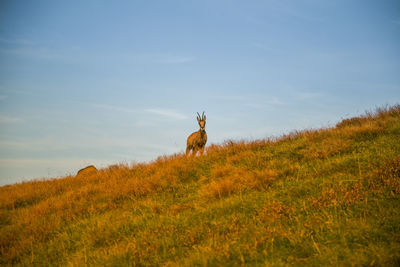 Goat standing on field against sky