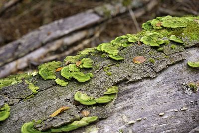 Close-up of moss on tree trunk