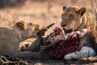 Close-up of lioness