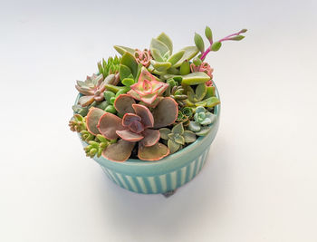 Succulent terrarium in turquoise ceramic cream brulee pot